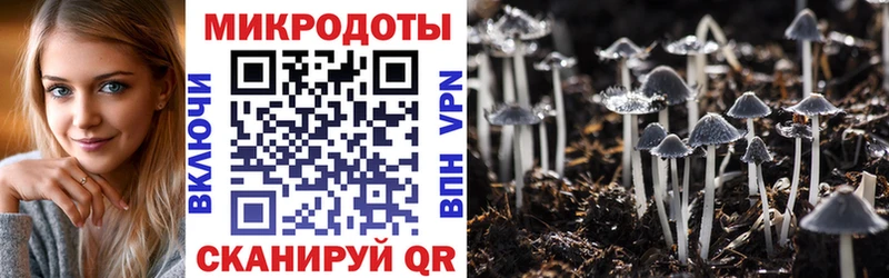 Псилоцибиновые грибы Psilocybe  Видное 